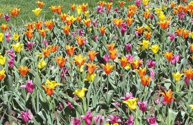 Kingwood Center Gardens Mansfield Ohio - Flowers in Full Bloom