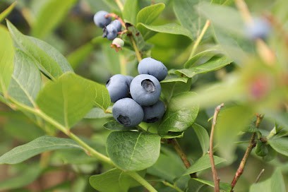 Blueberry Patch Mansfield Ohio - Lexington Attractions - Pic of Blueberries